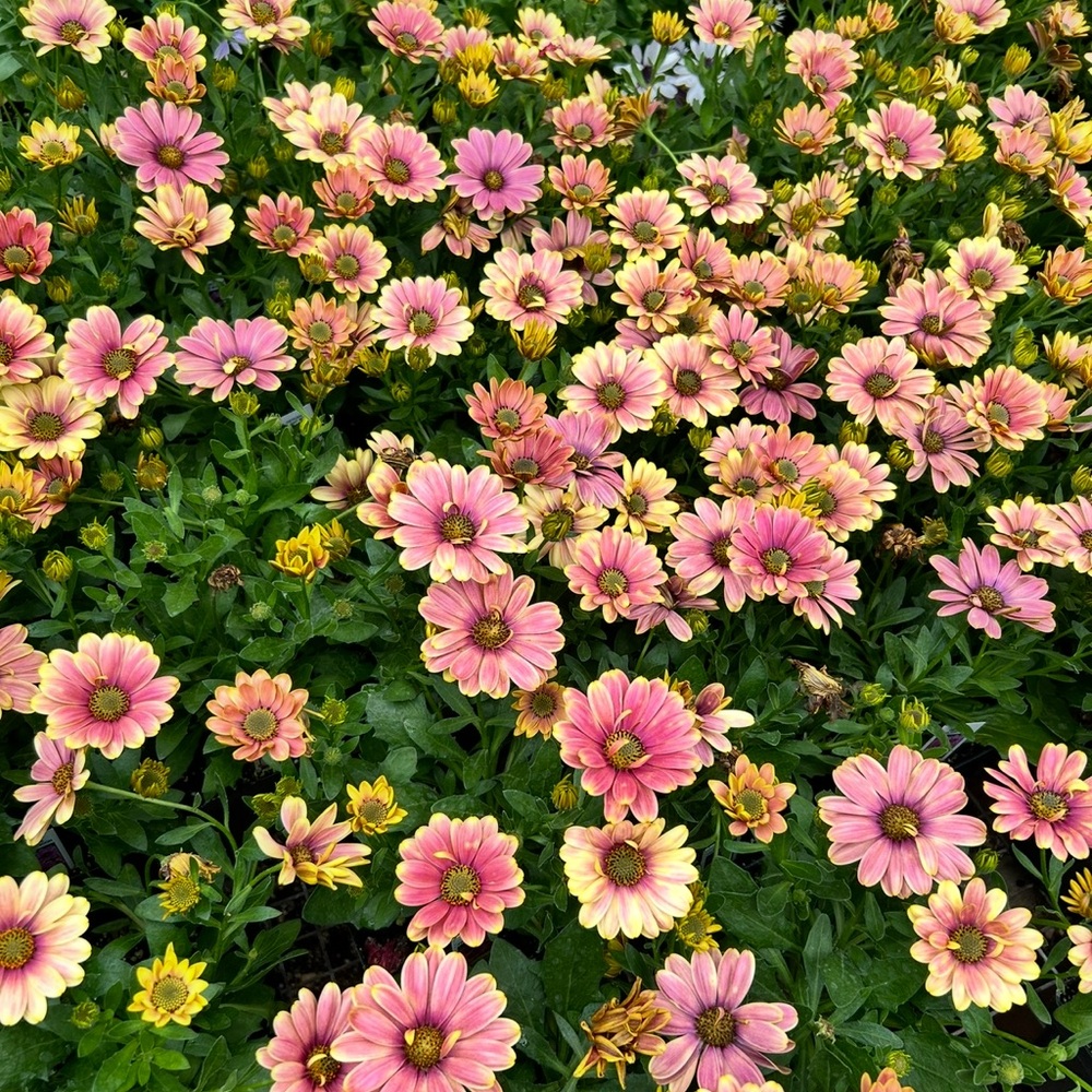 Welcome Shoppers 🩷 - Picture 8 of 9